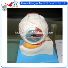 ISO Teaching Anatomical Eye Model